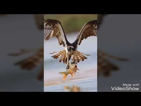 ⁣আল্লাহ তায়ালাকে যারা একটু হলেও ভালোবাসেন তারা ভিডিওটি অবশ্যই দেখবেন