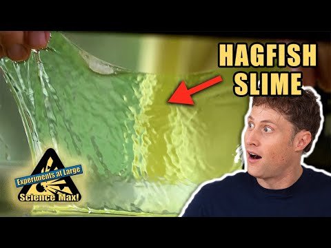 ⁣Hagfish Slime | Halloween | Science Experiments | Science Max