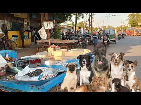 ⁣Feeding Dozens of Hungry Street Dogs! Their Reaction Will Melt Your Heart 🐶❤️
