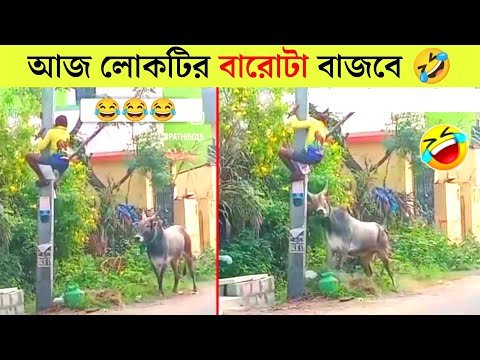 ⁣পশুদের মজার কর্মকান্ড  😂 | Animals Funny Video Bangla 2024 | Part-14 |  Mayajaal | Bangla Rides