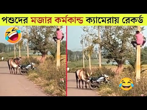 ⁣পশুদের মজার কর্মকান্ড  😂 | Funny Animals Video 2023| Part-12 |  Mayajaal | Bangla Rides