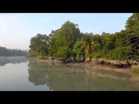 ⁣Sundarbans - the home of the Royal Bengal Tiger and the biggest mangrove forest of the world.