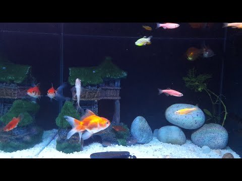 ⁣Home Aquarium with Angelfish and Goldfish #aquarium #angelfish #goldfish