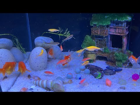 ⁣Home Aquarium